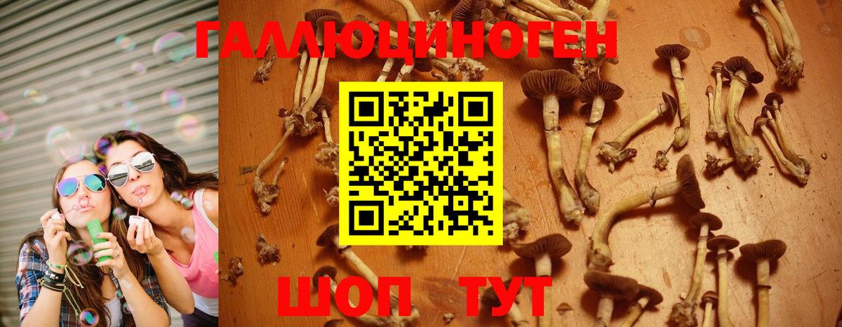 Псилоцибиновые грибы Psilocybine cubensis Россошь